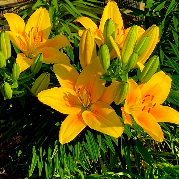 Meet your Posher, Felicia - Picture 1 of 1